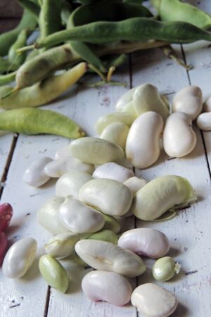 green tree sprout plants growing hope ecology red bean on white background