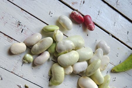 green tree sprout plants growing hope ecology red bean on white backgroundの写真素材