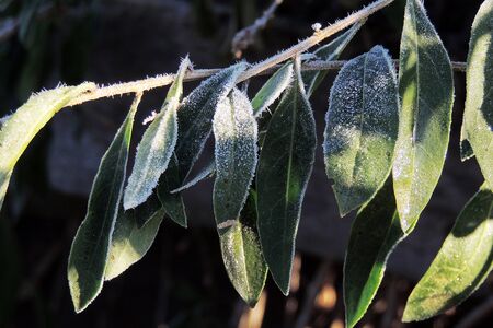 Branch of frosted parsley. Autumn. First frost in the garden in the morning. Shallow depth of field.の写真素材