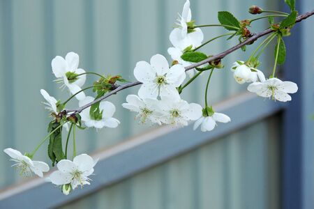 Flowers of the cherry blossoms on a spring dayの写真素材