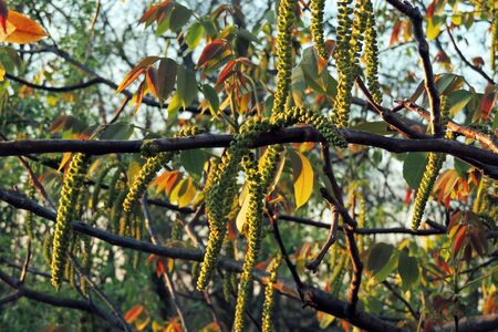 Green walnut yaoung fruits ripening on the tree with leaves, natural agricultural background