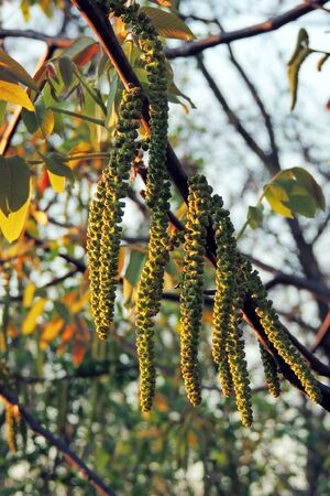 Green walnut yaoung fruits ripening on the tree with leaves, natural agricultural background