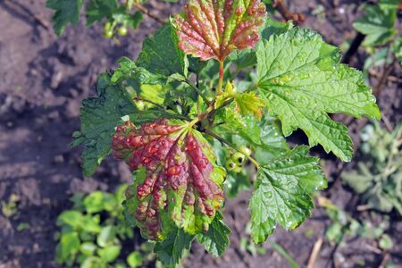 The branches of a bush with clusters of white currants fruitの写真素材