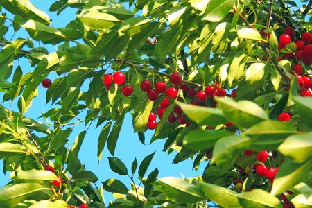 cluster of ripe cherries on cherry treeの写真素材