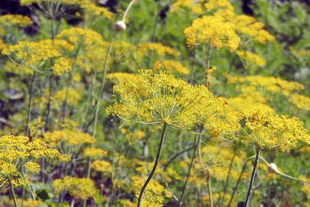 Flowering dill in the garden, close up, blurred background