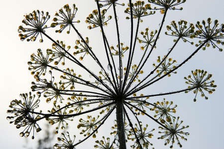 dew on the dill after rain in the morningの写真素材