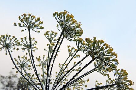 dew on the dill after rain in the morning