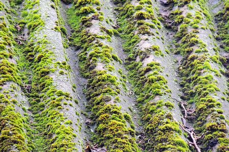 Beautiful moss and lichen covered stone. Bright green moss background. Saturated green abstract pattern. Shallow focus. Filled full frame picture. Moss with autumn wilted brown leaves. Side view.の写真素材