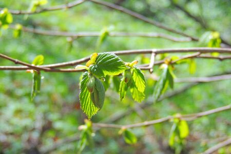 The first spring gentle leaves, buds and branches macro background