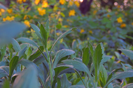 Medicinal herbs: Bright yellow flowers greater celandine Chelidonium majus 