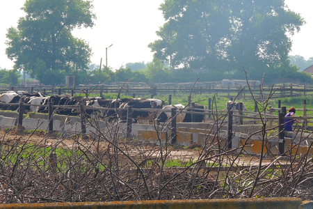 Cows in a farm. Dairy cows. Cowshedの写真素材