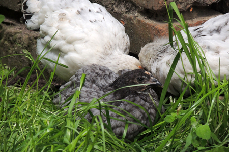 White chicken walking in the courtyard, villageの写真素材