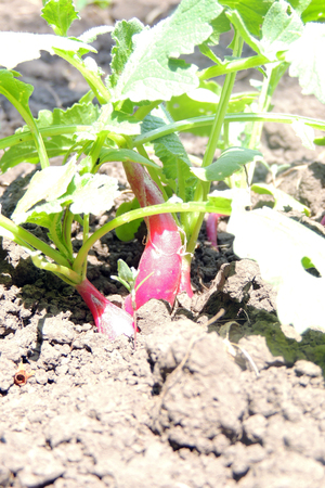 Young onion, lettuce, onions, rucola, beans and beets, in vegetable permaculture cultivation. Eco-friendly backyard garden, vegetable gardenの写真素材
