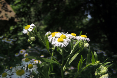 Chamomile field flowers border. Beautiful nature scene with blooming medical chamomilles in sun flare. Alternative medicine Spring Daisy. Summer flowers. Beautiful meadow. Summer backgroundの写真素材