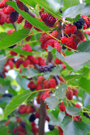 Fresh mulberry, black ripe and red unripe mulberries on the branch of tree.の写真素材