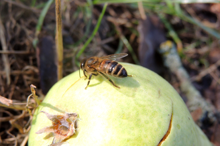 A yellow pear in a meadow with many waspsの写真素材
