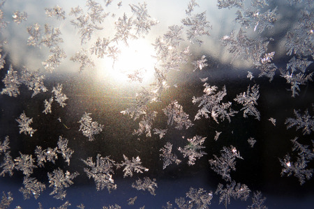 Winter natural landscape, the white trees after snowfall.の写真素材