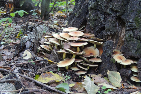 Closeup of a group of colorful death caps in red and white with green grass backgroundの写真素材