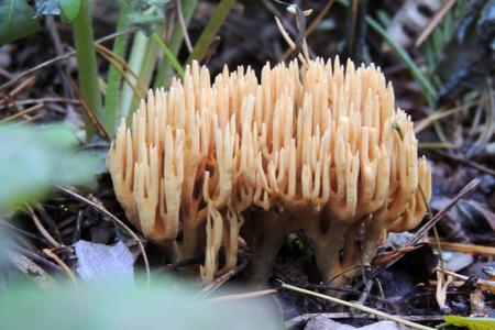 Closeup of a group of colorful death caps in red and white with green grass backgroundの写真素材