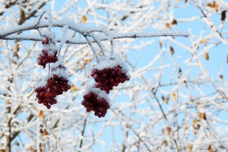 Winter Frozen Viburnum Under Snow. Viburnum In The Snow. First snow. Autumn and snow. Beautiful winter. Winter wind. Icicles. Frostの写真素材
