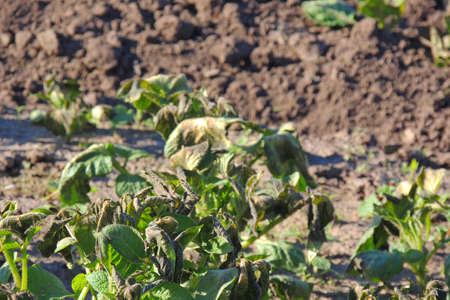 Woman opening refrigerator drawer with frozen vegetables, closeupの写真素材
