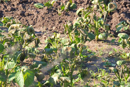 Woman opening refrigerator drawer with frozen vegetables, closeupの写真素材