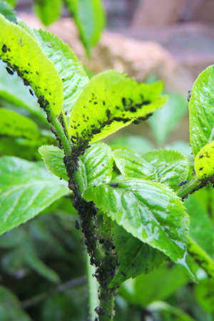 Collony of the black bean aphid on sugar beet plants. It is a member of the order Hemiptera. Other...