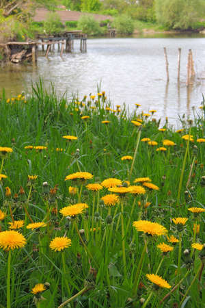 Blooming yellow dandelions in the spring meadow. Bright flowers dandelions on background of green meadows.の写真素材