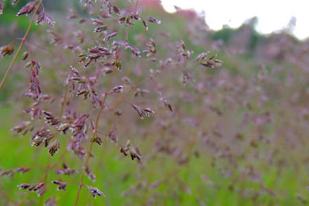 Wildflower meadow, flower meadow, wildflowers