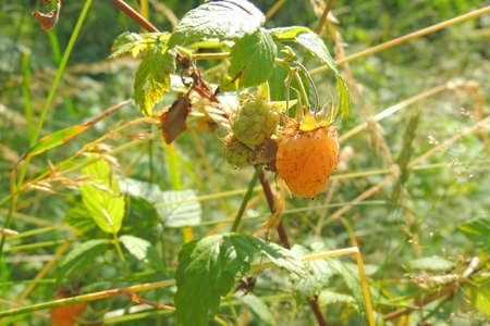 close-up of ripe raspberry in the garden