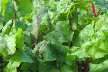 Leaf of beet root. Fresh green leaves of beetroot or beet root seedling. Row of green young beet...