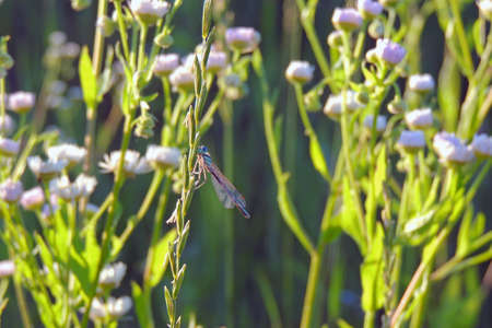 Large Red Damselfly, field chamomile, meadow, macro