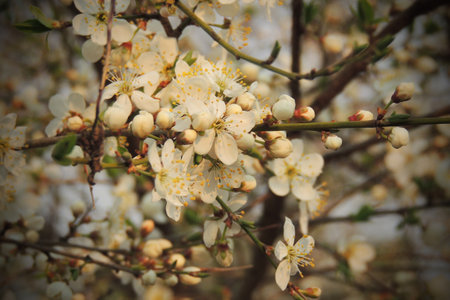 blossoming large cherry trees with green background