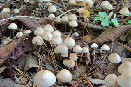 Fly Agaric in a Shady Woodland Undergrowth in Eggesford Forest in Rural Devon, England, UK
