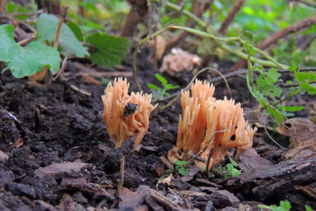 Fly Agaric in a Shady Woodland Undergrowth in Eggesford Forest in Rural Devon, England, UK