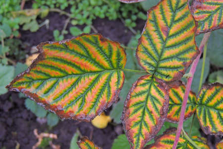Colorful backround image of fallen autumn leaves perfect for seasonal use