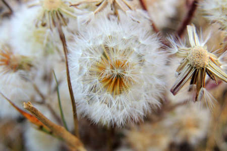 Field of dandelions, grass background, nature concept