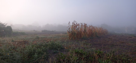 sunrise over corn field with fog in the morning, panoramaの写真素材