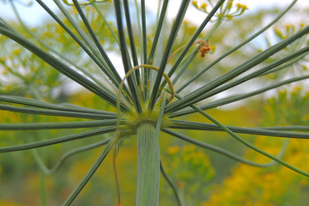 Fennel flower in the garden, close-up macro photography