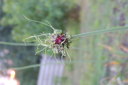 Flower of a chinese chive (Coccinia grandis)の写真素材