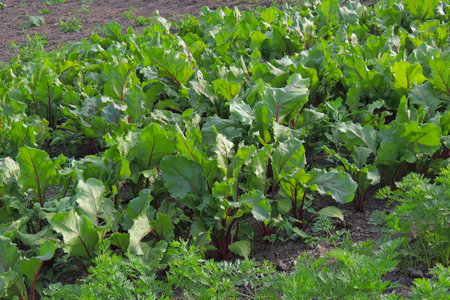 Beetroot plants in the garden, closeup of photo.