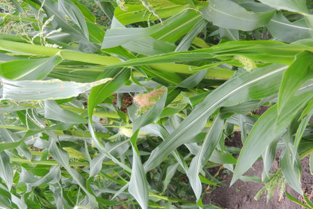 Corn field with green leaves, close up of corn in the field