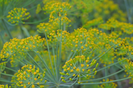 Fennel flower close-up. Shallow depth of field.の写真素材