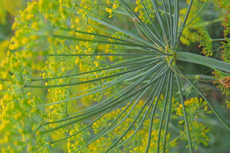 Close-up of dill in the garden. Selective focusの写真素材