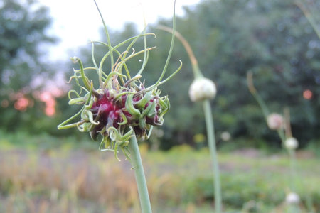 Close-up.の写真素材