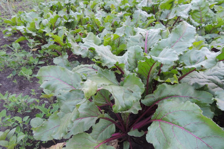 beetroot growing in the vegetable garden, closeup of photo