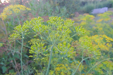 Fennel plant in the garden. Fennel flower.