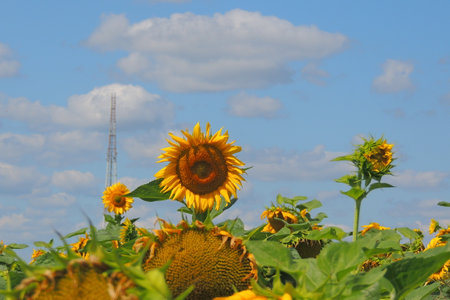 Sunflower field on a background of blue sky with white clouds.の写真素材