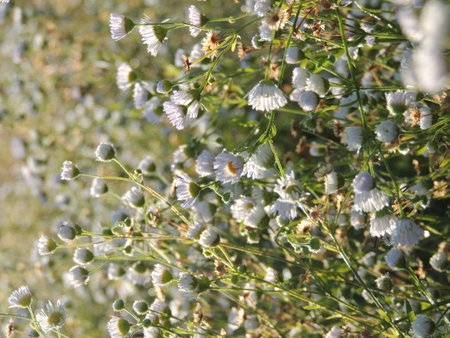White flowers on a meadow in the morning light. Shallow depth of field.