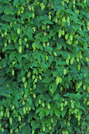 Hop cones on the background of green foliage. Close-up.